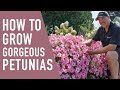 How To Grow Gorgeous Petunias West Coast Gardens How To Grow Gorgeous Petunias West Coast Gardens
