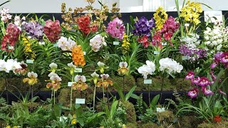 Orchid Show 2025 | TOSKAR | Orchid Sale | Orchid Expo | Plants | Seedlings | Flowers | Air plants 