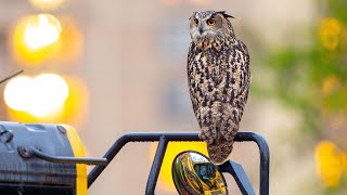 Flaco the owl is thriving one year since he escaped from the Central Park Zoo