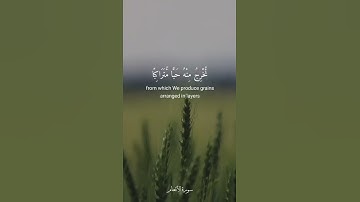 وهو الذي أنـزل من السماء ماء فأخرجنا به نبات كل شيء [ الأنعام : 99 ] القارئ سعد الغامدي