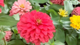 Koca Göbek,Kasımpatı Ve Kalan Çiceklerin Bakımi Ğalyaşam Şfet Şfetteyiz