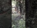 Mysteries Of The Depths Of The Spooky Woods.