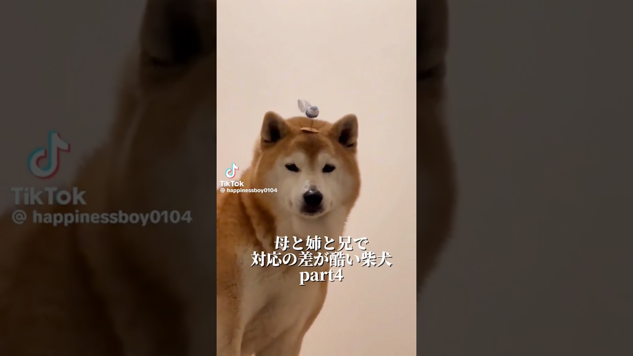 柴犬福 母と姉と兄とで対応の差が酷い柴犬🤣Sis,Mom,bro and Shiba🤣#姉と柴 #兄と柴 #shorts #柴犬 #japanesedog #shibainu #시바견