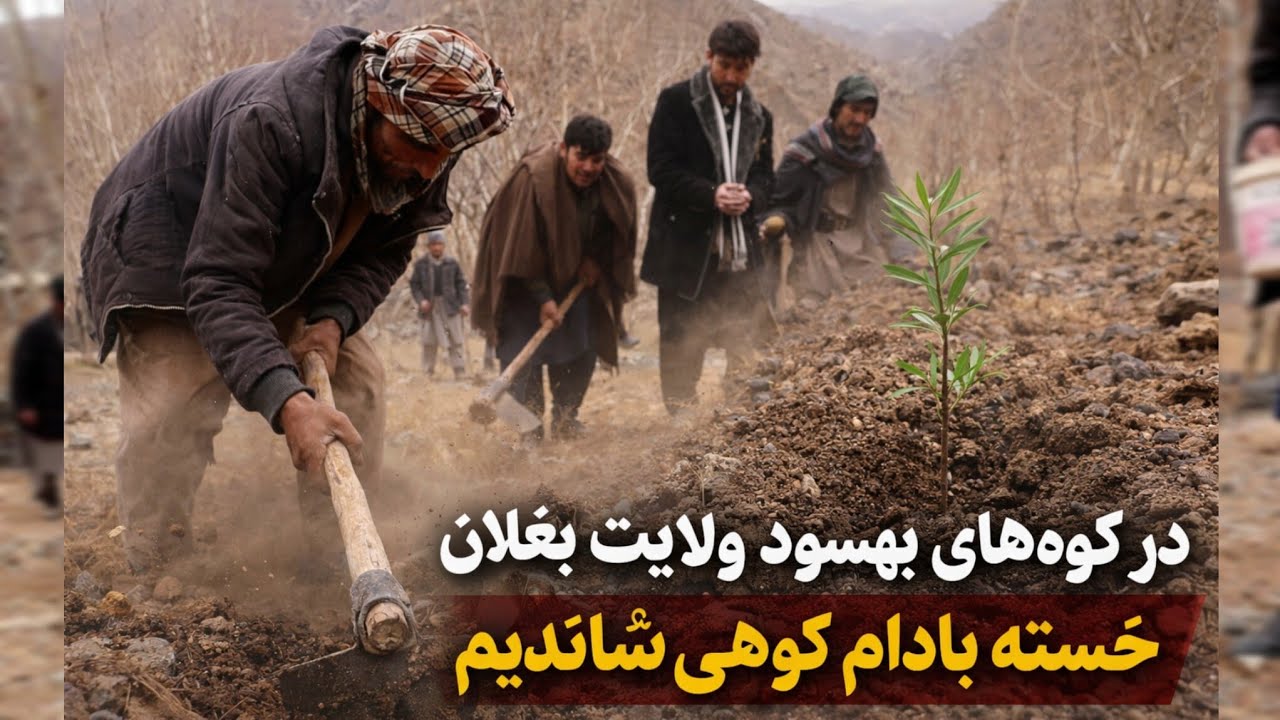 در کوه های بهسود ولایت بغلان خسته بادام کوهی شاندیم