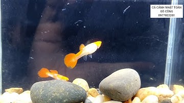 KOI ĐỎ GEN EAR GUPPY | CÁ CẢNH NHẬT TOÀN GÒ CÔNG 0977022281