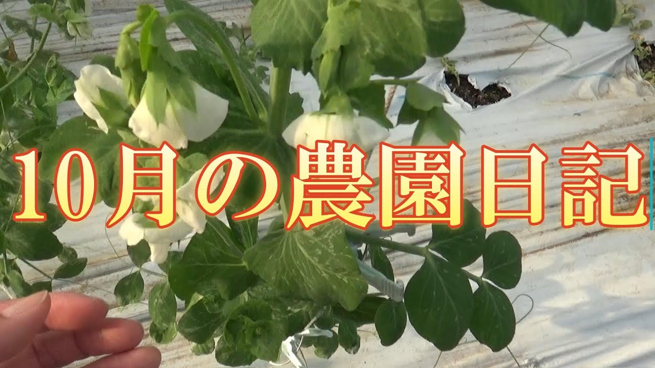 １０月の農園日記（オフシーズンでの農作業）