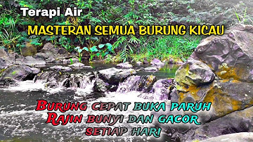 WATER SOUND THERAPY, Semua jenis burung cepat buka paruh, Suara hutan alam liar