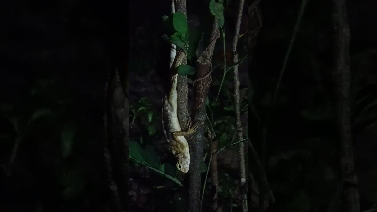 oriental garden lizard (Calotes versicolor) 15 May 2023 sleeping with eyes open