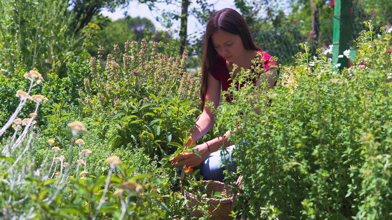 Branje i sušenje lekovitog bilja