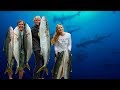 Spearfishing Kingfish & Swimming with Hammerhead Sharks - An Epic Day's Diving (UAA) Ep.22