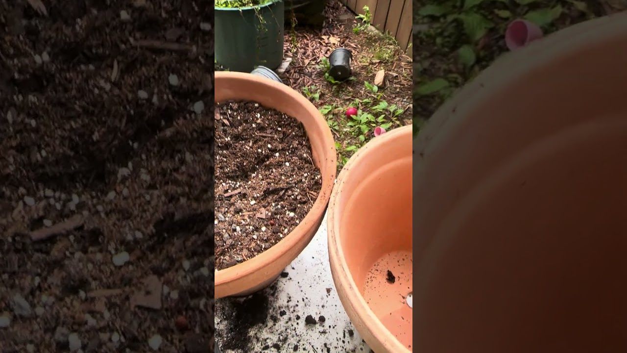 Transplanting lavender plant that is dying in heavy soil 