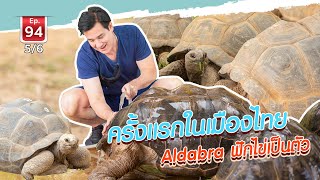 ครั้งแรกของเมืองไทย ที่เต่า Aldabra Hatch ฟักไข่เป็นตัว - เพื่อนรักสัตว์เอ้ย EP.94 [5/6]
