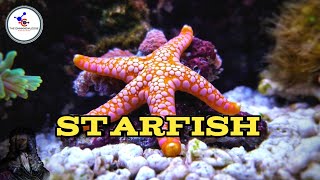 Starfish  🐠🍃   | Fish 🐠🐡 | Animals 🦛🐘  @TheOmniknowledge