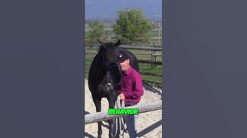 Stop Horses From Biting! Training Tips