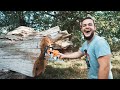 Stihl ms 500i      de lucien boiserie sthil sthilms500i laboiserie