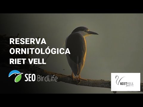 Live webcam view of Riet Vell Bird Watching Cam