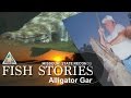 Missouri Record Fish Stories – Alligator Gar