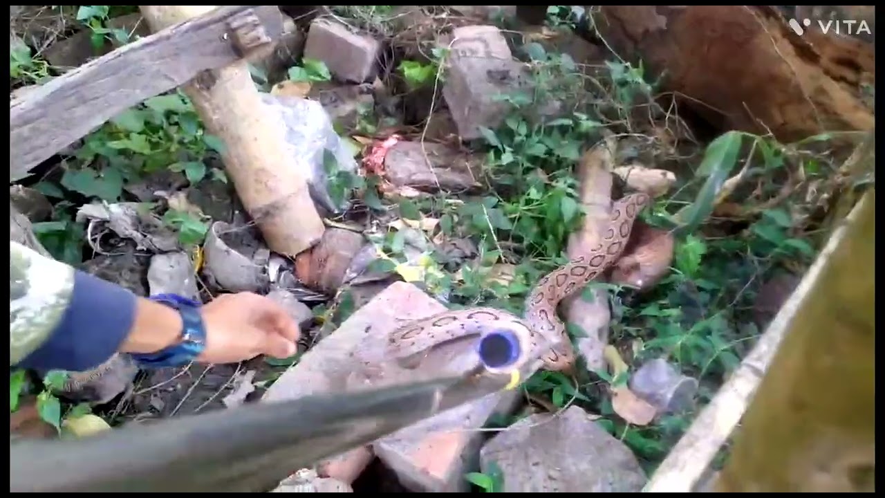 #deadly 🐍 rescue mission#RUSSELL'S VIPER#Daboia russelii#HEMOTOXIC venom#CHANDROBORA SAP#