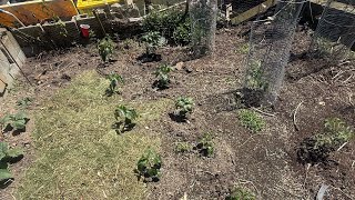 Outside organic garden update #organicfarming #cannacommunity 