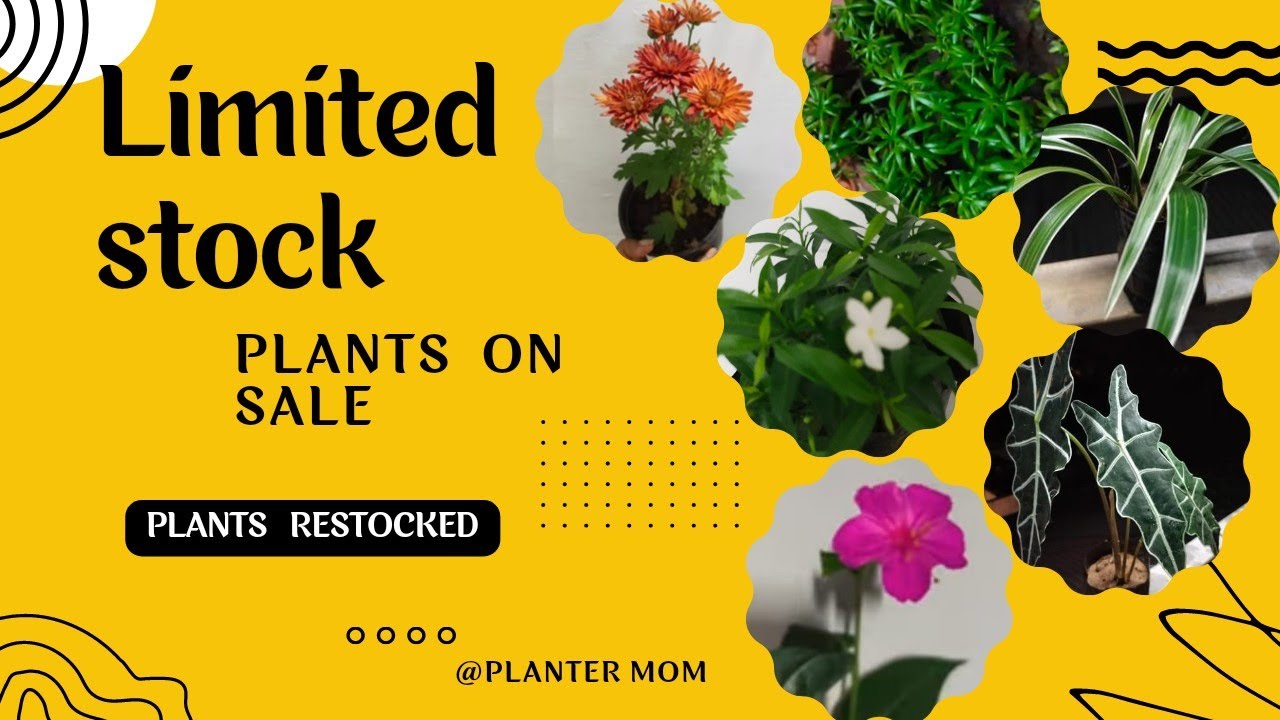 Plants on sale limited stockRestocked plants... Hurry...!വേഗം വരൂ...plantermom YouTube