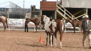 Ellen Lead Halter Show