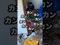 room with dog