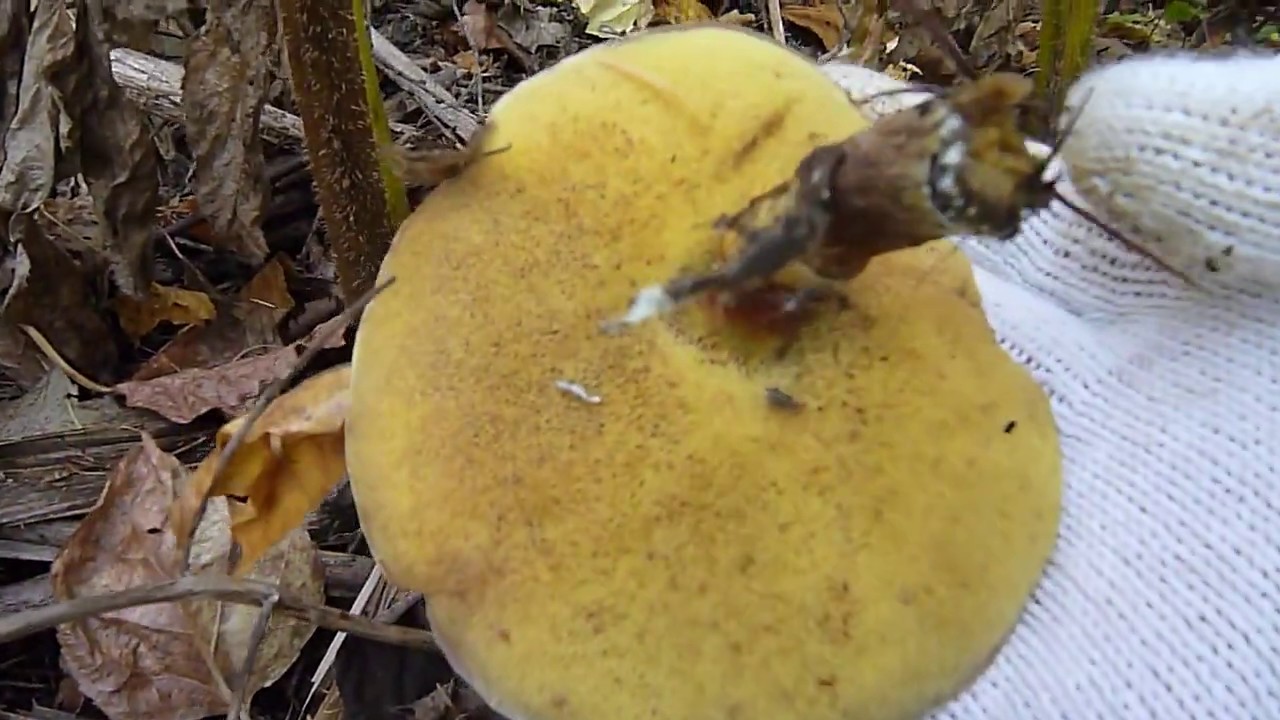 北海道秘密の場所 2019年10月22日(その2) 1351～ きのこ狩り らくよう(キノコ 山の様子 札幌近郊) mushroom