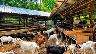 "How I Turned Simple Goat Farming Into a Business" screenshot 2