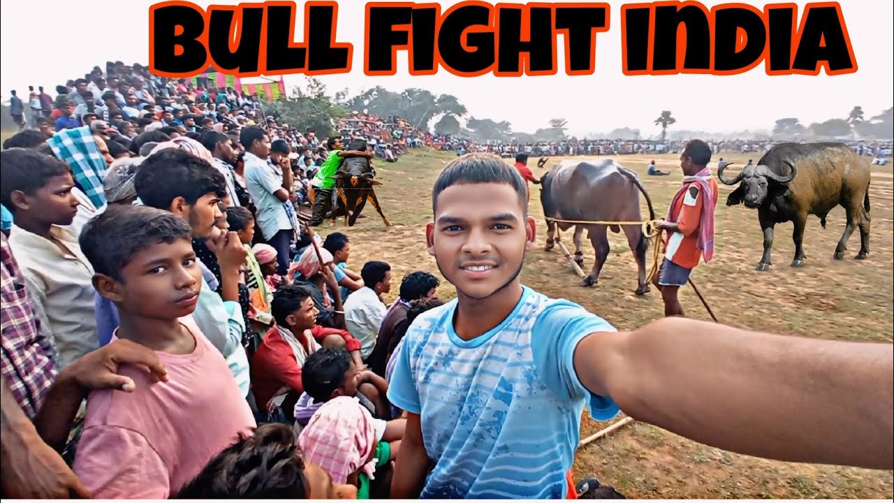 Raw Power: Buffalo Fight in Rural India! सांड की लड़ाई 