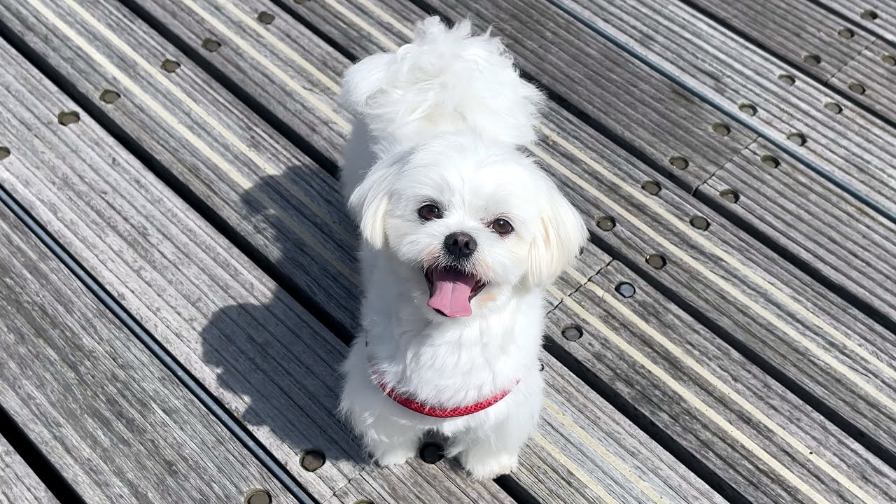 Maltese Puppies got Separation Anxiety?!