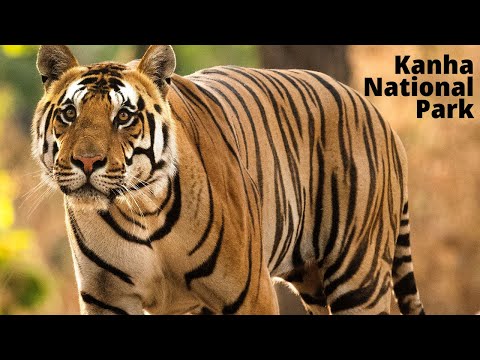 Video: Taman Nasional Kanha di India: Panduan Perjalanan Lengkap