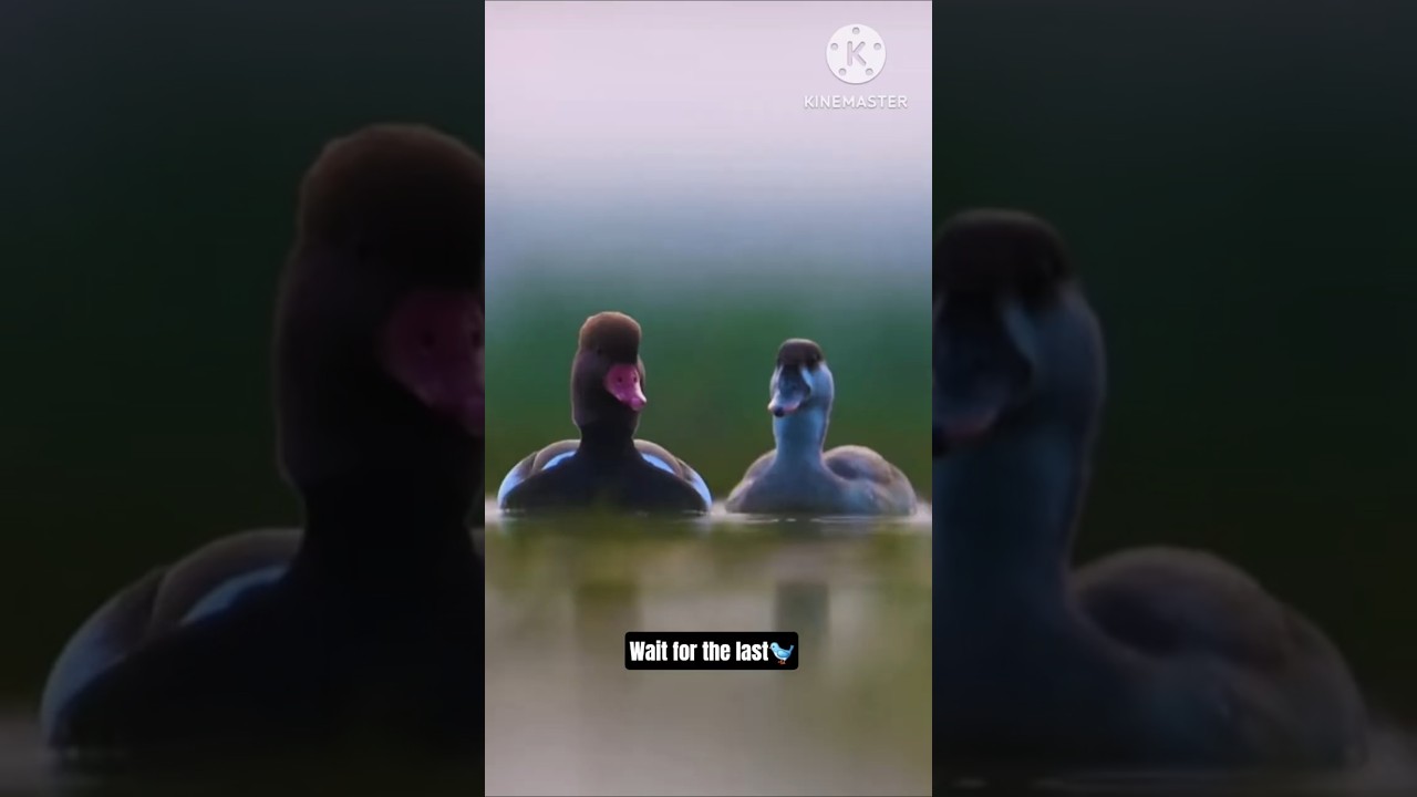 Feel love with love birds❤️