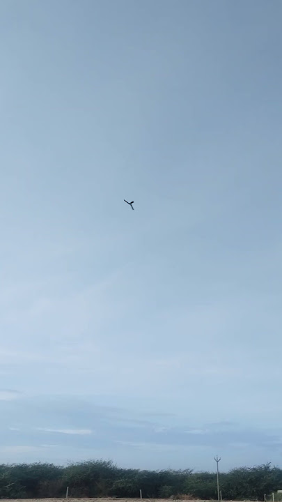 Download lagu #shorts #shortvideo #boomerang #viral #birds #valari