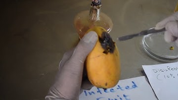 Isolation of Fungi/Bacteria in Laboratory