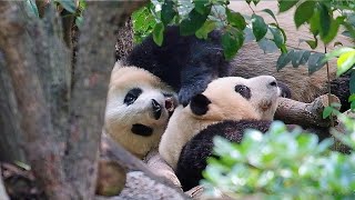 Hehua and Heye were going home in about 10 minutes, but they were still fighting by 胖达日记 Hi Panda 2,144 views 10 days ago 1 minute, 29 seconds