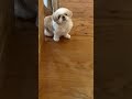 おはようずしグループ提供 #dog #シーズー