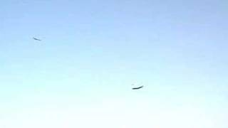 Weasel - Zagi Combat at Lake Hodges, CA