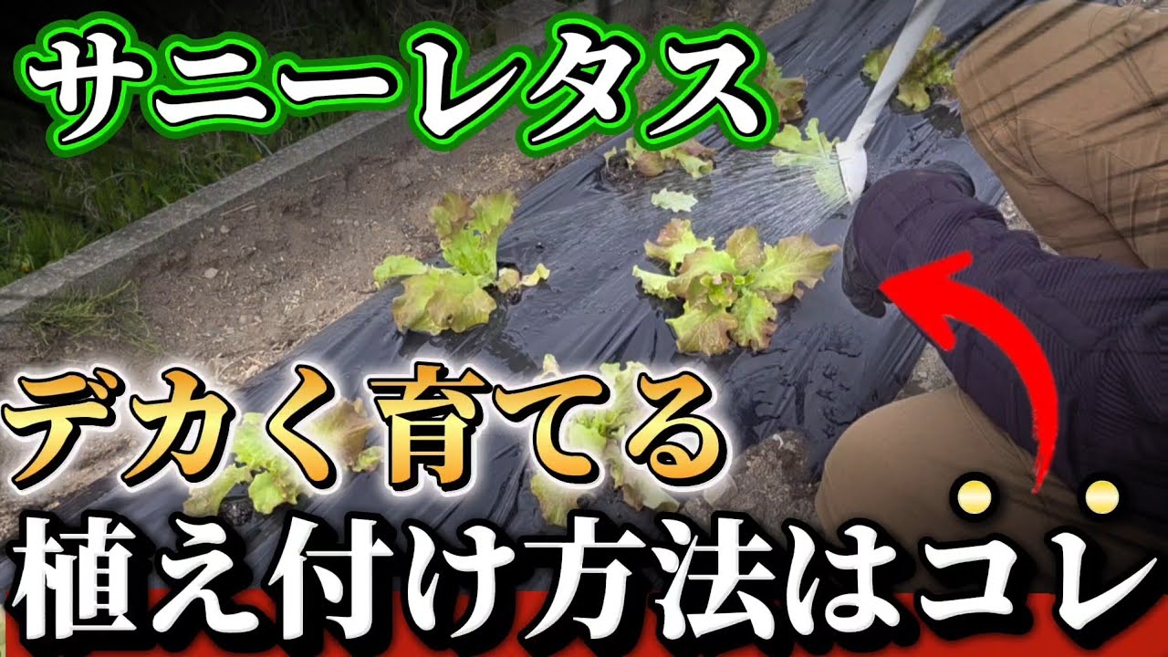 Sunny Lettuce] To grow big, healthy lettuce, be sure to do this