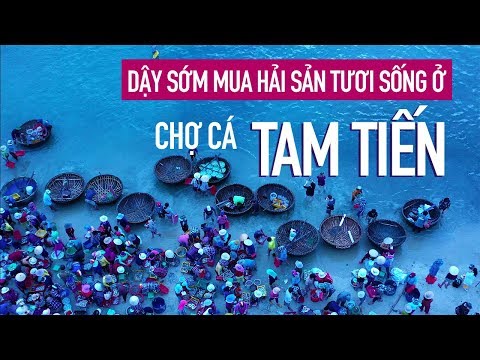 Dậy từ 4h sáng đi chợ cá Tam Tiến mua hải sản tươi | Travip Vlog