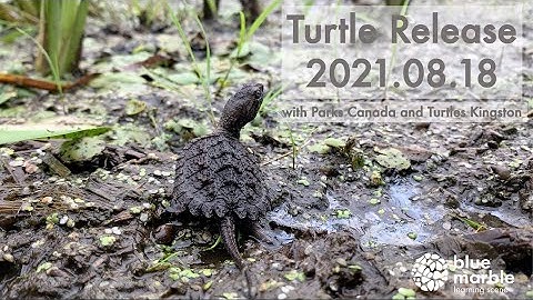 Snapping Turtles | Turtle Hatchlings | Turtle Release