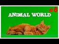 #8 ANIMAL WORLD | СМЕШНЫЕ ВИДЕО С ЖИВОТНЫМИ ИЗ ТИК ТОКА | FUNNY ANIMAL VIDEOS FROM TIK TOK 🐾