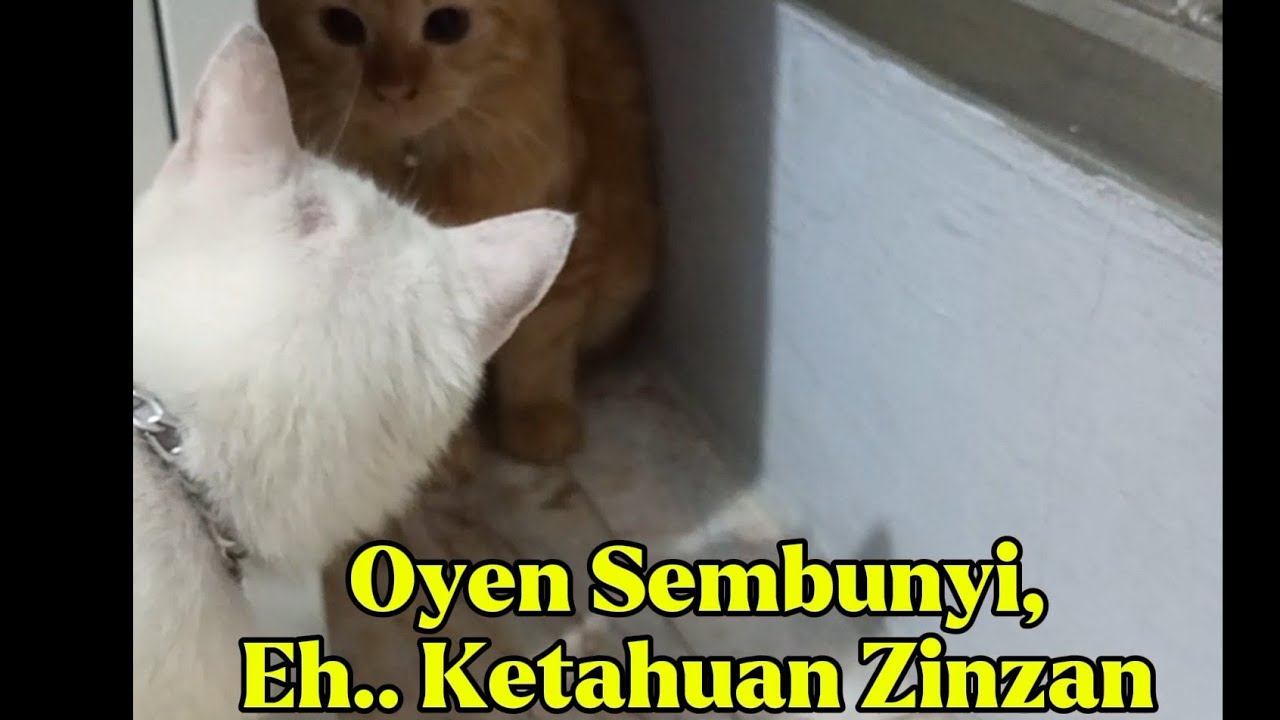 Kucing Oyen & Zinzan Main Petak Umpet – Lucu Banget Pas Ketahuan. 