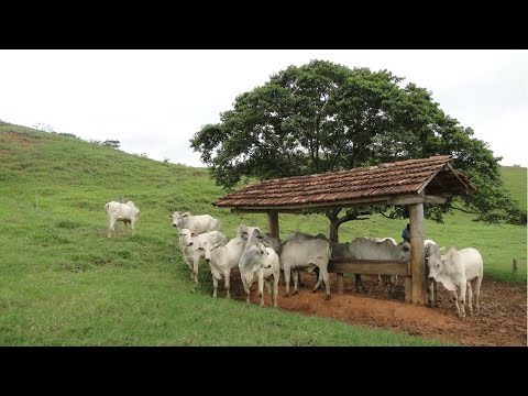 Curso CPT Alimentação de Bovinos de Corte 