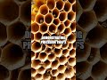 The Architect Bees