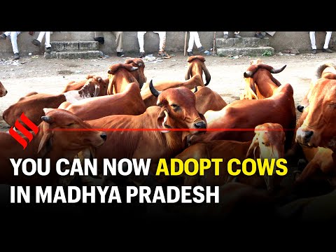 Madhya Pradesh government to allow people to adopt cows |  Project Gaushala