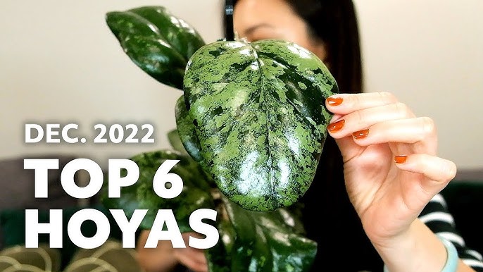 DIY Rocky Mix Follow-up! Make Your own Lechuza Pon! substrate for  hydroponic semihydro growing 