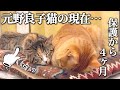 【すっかり家猫？】4ヶ月間毎日一緒に過ごした猫たちの日常がすでに40年連れ添ったかのようです。
