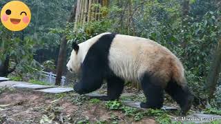 Giant Pandas Walking Posture