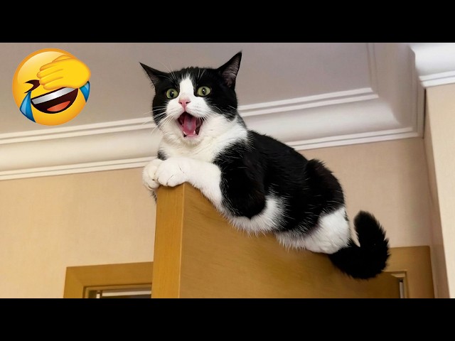 笑ったら負け 😂 究極の猫と犬チャレンジ！😹🐶 - YouTube