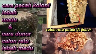 cara pecah koloni lebah madu & donor calon ratu